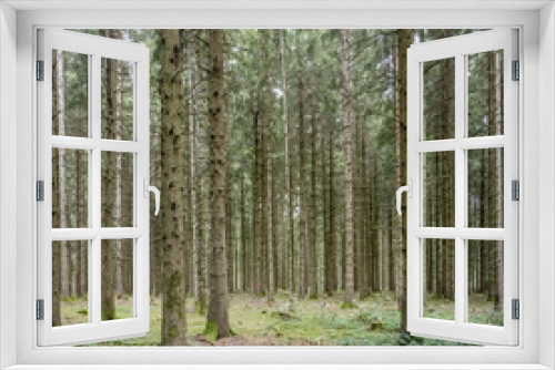 Fototapeta Naklejka Na Ścianę Okno 3D - tall fir trees in Black Forest near Wolfach, Germany