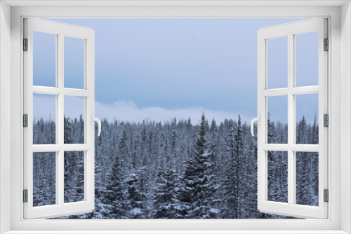 Fototapeta Naklejka Na Ścianę Okno 3D - winter forest in the snow