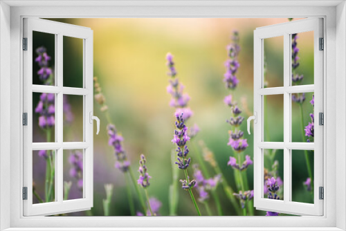 Fototapeta Naklejka Na Ścianę Okno 3D - Lavender beautiful flowers