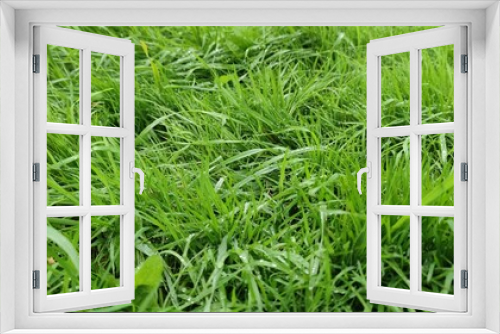 Fototapeta Naklejka Na Ścianę Okno 3D - Green autumn lawn. Green grass, dandelion, plantain and other herbaceous plants on the lawn. The lawn has not been mowed for some time and the grass has grown. Dried grass can be seen in places.