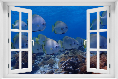 Fototapeta Naklejka Na Ścianę Okno 3D - school of bafish