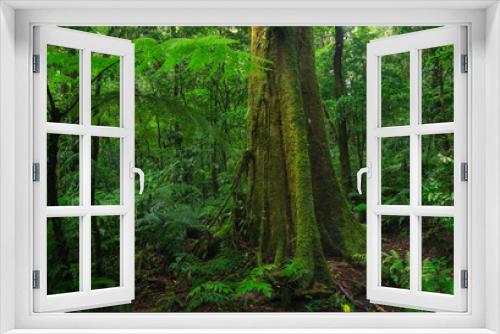 Fototapeta Naklejka Na Ścianę Okno 3D - Forest landscape in Central America