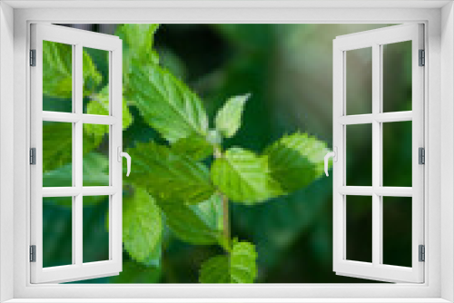 Fototapeta Naklejka Na Ścianę Okno 3D - Liście mięty, mint, zielone liście mięty, mięta w ogrodzie. 