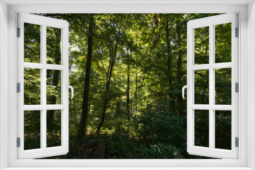 Fototapeta Naklejka Na Ścianę Okno 3D - View into a dense deciduous forest in a wooded area in the Palatinate Forest in southern Germany