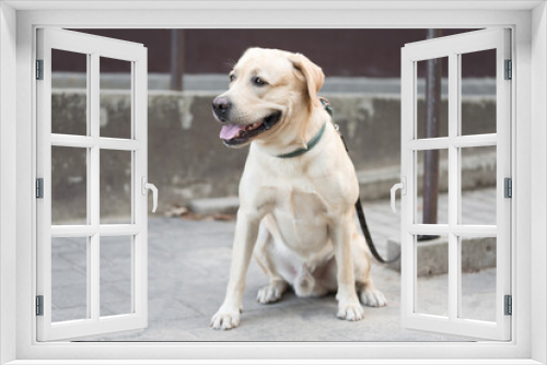 Fototapeta Naklejka Na Ścianę Okno 3D - Labrador retriever dog sitting in the street and waiting for his owner