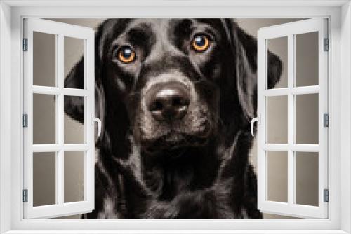 Fototapeta Naklejka Na Ścianę Okno 3D - Black Labrador Sitting Portrait