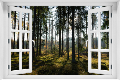 Fototapeta Naklejka Na Ścianę Okno 3D - morning in the forest