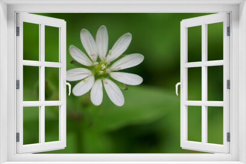 Fototapeta Naklejka Na Ścianę Okno 3D - Background with wildflower - wood stitchwort, stellaria nemorum