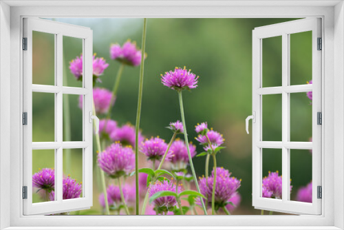 Fototapeta Naklejka Na Ścianę Okno 3D - Pink flowers in the field. Romantic wildflowers
