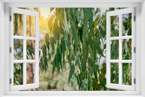 Fototapeta Naklejka Na Ścianę Okno 3D - Eucalyptus leaves. branch eucalyptus tree nature background