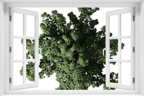 Fototapeta Naklejka Na Ścianę Okno 3D - Japanese Maple Tree – Top View View