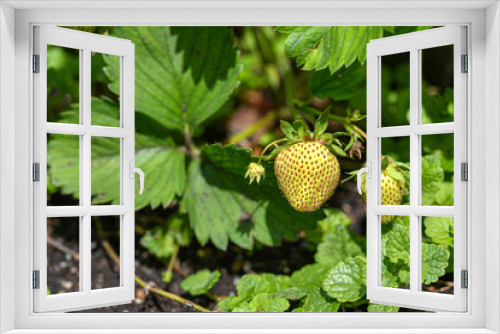 Fototapeta Naklejka Na Ścianę Okno 3D - Green strawberries grow on a bush in the garden.