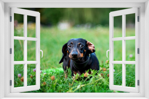 Fototapeta Naklejka Na Ścianę Okno 3D - A black dwarf dachshund dog looks away. A dog stands with its ear folded against a background of blurred green grass. The photo is blurred