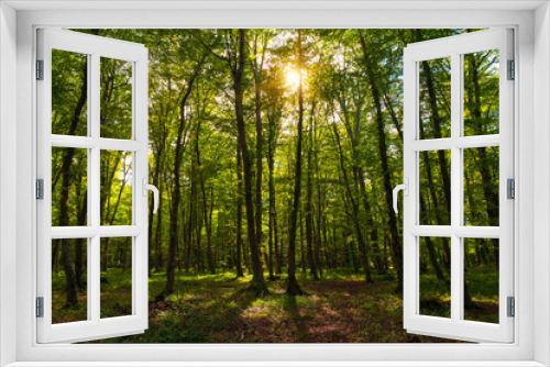 Fototapeta Naklejka Na Ścianę Okno 3D - Sun beams through thick  trees branches in dense green forest
