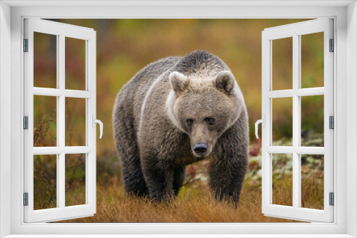 Fototapeta Naklejka Na Ścianę Okno 3D - Wildlife in Finland. Bears, Wolverine and birds.