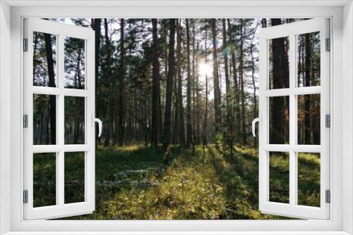 Fototapeta Naklejka Na Ścianę Okno 3D - Krajobraz w lesie o poranku. Świeżość. 