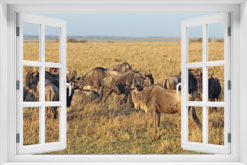 Fototapeta Naklejka Na Ścianę Okno 3D - African wildebeest (Connochaetes) in the savanna