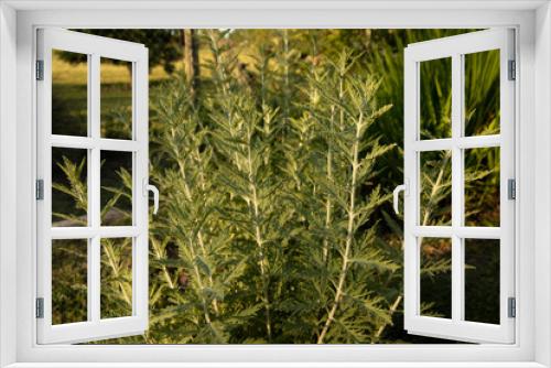 Fototapeta Naklejka Na Ścianę Okno 3D - Closeup view of Artemisia afra, also known as African wormwood, green and grey leaves, growing in the park. 