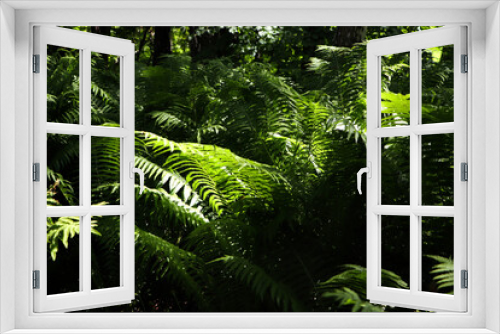 Fototapeta Naklejka Na Ścianę Okno 3D - Beautiful fern with lush green leaves growing outdoors