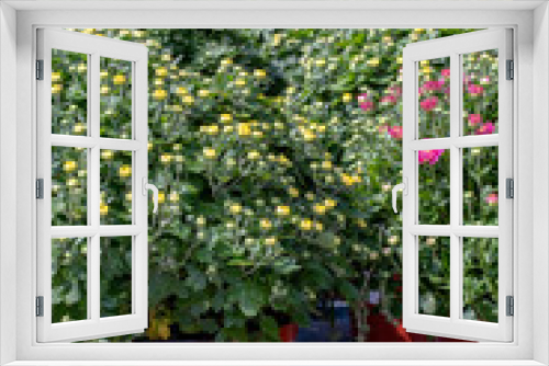 Fototapeta Naklejka Na Ścianę Okno 3D - Pots of fall chrysanthemums for sale