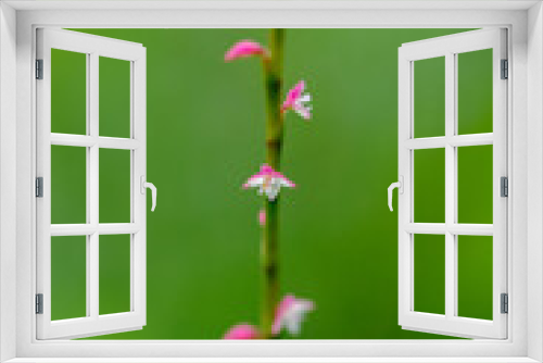 Fototapeta Naklejka Na Ścianę Okno 3D - ミズヒキの小さな赤と白の花が咲いている