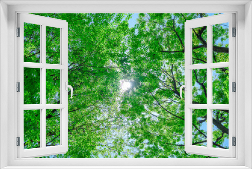 Fototapeta Naklejka Na Ścianę Okno 3D - 新緑の木々と木漏れ日