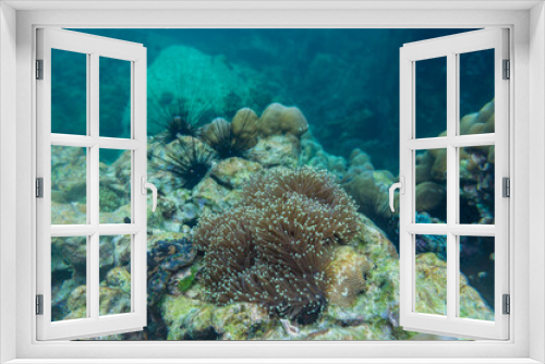 Fototapeta Naklejka Na Ścianę Okno 3D - Underwater coral reef turquoise water sea life