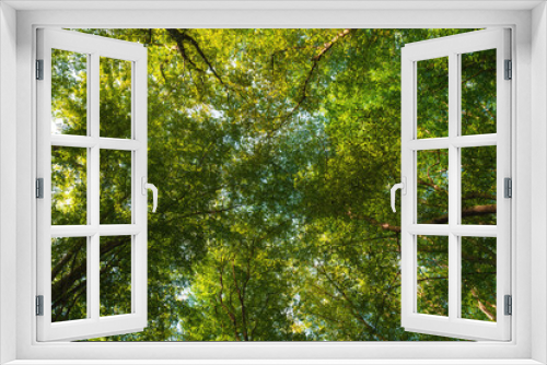 Fototapeta Naklejka Na Ścianę Okno 3D - Branches of green trees against the blue sky