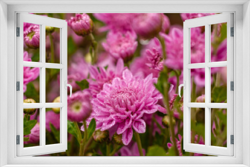Fototapeta Naklejka Na Ścianę Okno 3D - A close up photo of a bunch of pink chrysanthemum flowers