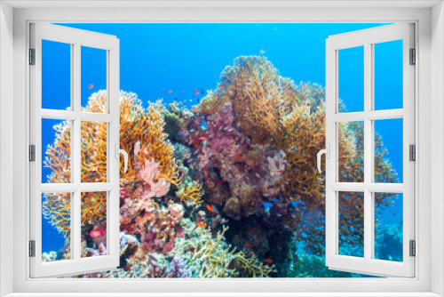 Fototapeta Naklejka Na Ścianę Okno 3D - The net fire coral (Millepora dichotoma) in the Red Sea, Egypt.  Underwater photography and travel.
