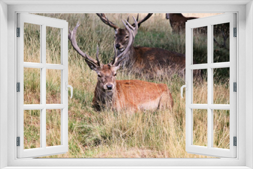 Fototapeta Naklejka Na Ścianę Okno 3D - A close up of a Red Deer