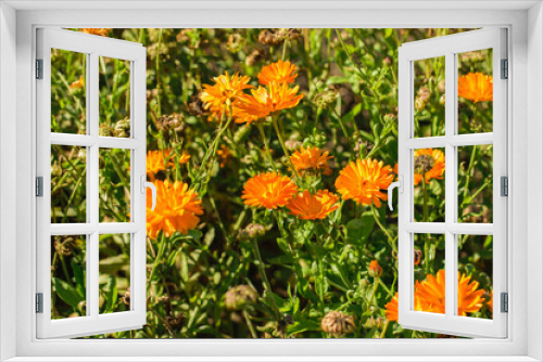 Fototapeta Naklejka Na Ścianę Okno 3D - Orange Marigold flower shot from the side in bright sunshine.