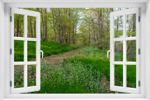 Fototapeta Naklejka Na Ścianę Okno 3D - Wiese mit Knoblauchsrauke im Buchenwald, Nationalpark Kellerwald-Edersee, Hessen, Deutschland, Europa