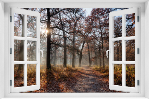 Fototapeta Naklejka Na Ścianę Okno 3D - Sunny morning in fall forest