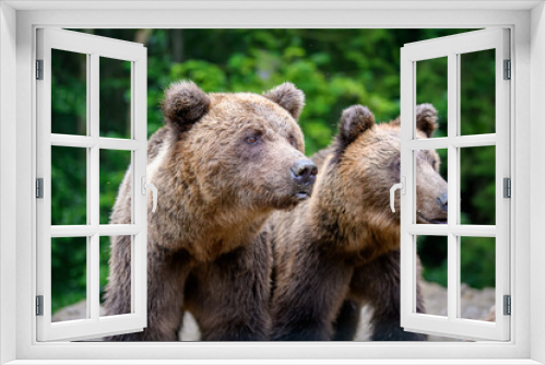 Fototapeta Naklejka Na Ścianę Okno 3D - Wild Brown Bear (Ursus Arctos) in the summer forest. Animal in natural habitat