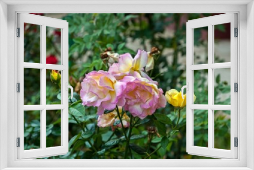 Fototapeta Naklejka Na Ścianę Okno 3D - Autumn roses grow in our garden