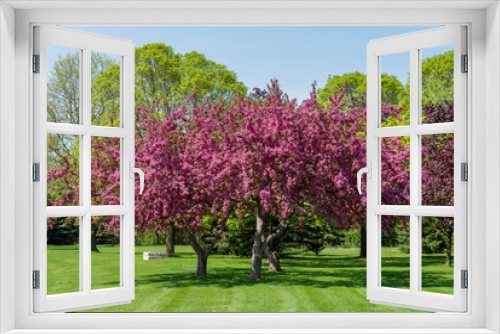 Fototapeta Naklejka Na Ścianę Okno 3D - Crabapple Trees With Red Blossoms In Spring