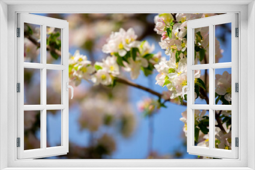 Fototapeta Naklejka Na Ścianę Okno 3D - Spring cherry blossoms against a blue sky. Pink flowers spring landscape with blooming pink tree. Beautiful sakura garden on a sunny day. Beautiful concept of romance and love with delicate flowers.