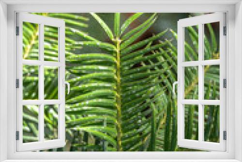 Fototapeta Naklejka Na Ścianę Okno 3D - Leaves of California Torreya or California Nutmeg Tree (Torreya californica)
