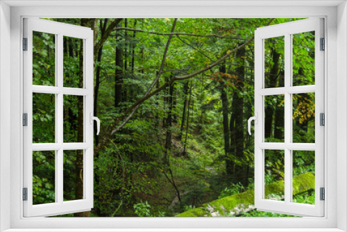 Fototapeta Naklejka Na Ścianę Okno 3D - Las  jesienny 
