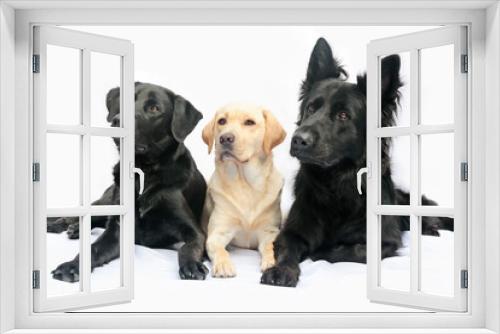 Fototapeta Naklejka Na Ścianę Okno 3D - Drie honden