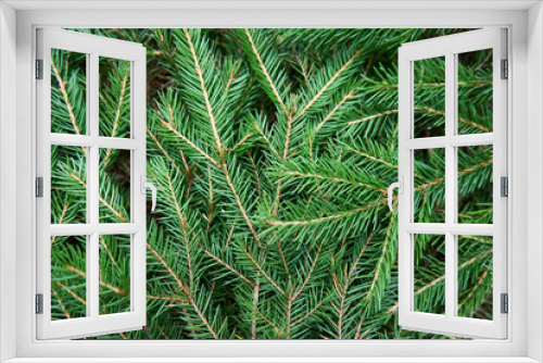 Fototapeta Naklejka Na Ścianę Okno 3D - Christmas fir tree branch background, top view