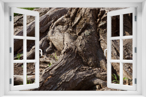 Fototapeta Naklejka Na Ścianę Okno 3D - Abstraction in rough tree bark