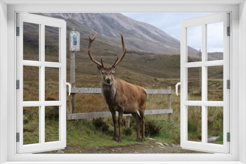 Fototapeta Naklejka Na Ścianę Okno 3D - Hirsch am Ben Eighe ViewPoint, Loch Claire, Schottland