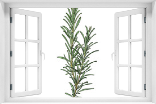 Fototapeta Naklejka Na Ścianę Okno 3D - Rosemary plant fresh branch in engraving freehand vector illustration isolated.