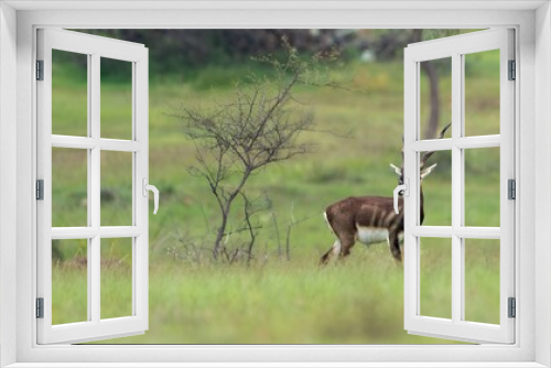 Fototapeta Naklejka Na Ścianę Okno 3D - blackbuck (Antilope cervicapra), also known as the Indian antelope