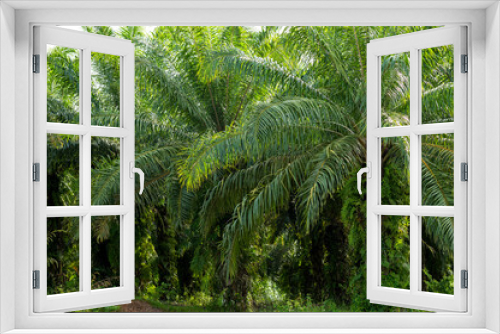 Fototapeta Naklejka Na Ścianę Okno 3D - oil palm plantation Lined palm trees in Krabi, Thailand