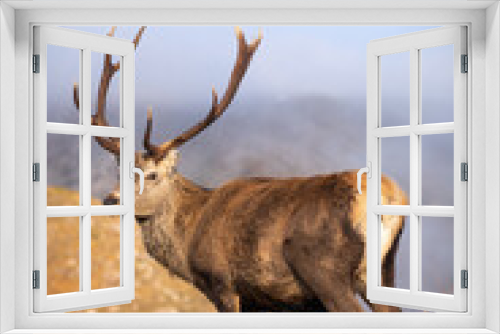 Fototapeta Naklejka Na Ścianę Okno 3D - Deer in the highlands