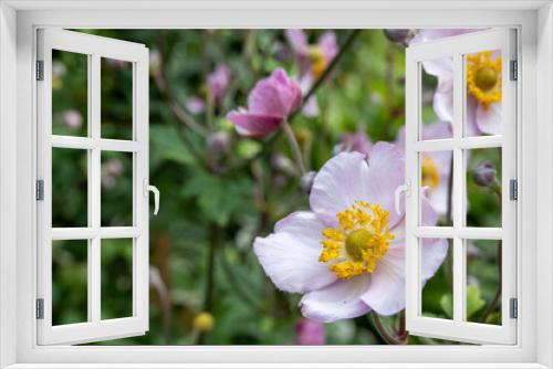 Fototapeta Naklejka Na Ścianę Okno 3D - blur effect, pink anemone flowers in the garden, windflowers, ranunculaceae