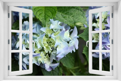 Fototapeta Naklejka Na Ścianę Okno 3D - Beautiful hortensia plant with light blue flowers, closeup